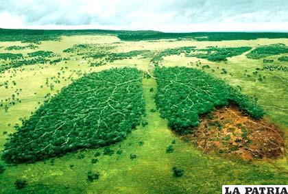 Solo la deforestación causada por la ganadería es responsable de la liberación de millones de toneladas de dióxido de carbono a la atmósfera