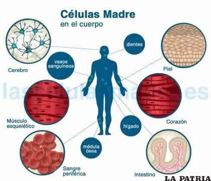 Las células madre son muy importantes para el tratamiento del cáncer