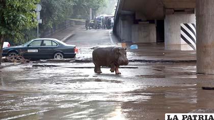 Un hipopótamo por las calles de Tiflis /noticias.univision.com