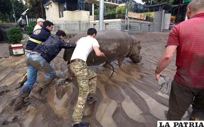 Un hipopótamo del zoológico de Tiflis ayudado por pobladores en medio de lodazales /elhorizonte.mx