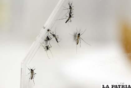 Mosquito que provoca la chikunguña /info7.mx