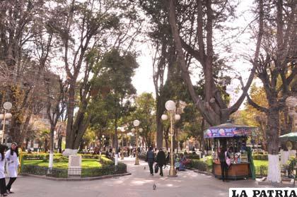 Los árboles deben ser en primera instancia podados para mantener la corteza joven