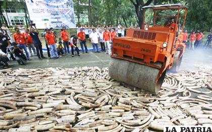 Destruyen toneladas de marfil para evitar muerte de elefantes y rinocerontes /elcomercio.pe