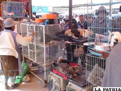 Animales son maltratados cuando se los vende en mercados