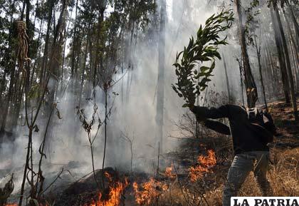 Gobierno teme que los incendios provocados por campesinos se expandan /diario.latercera.com