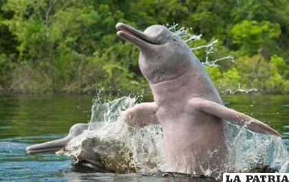 Delfín de agua dulce de Bolivia /ANF