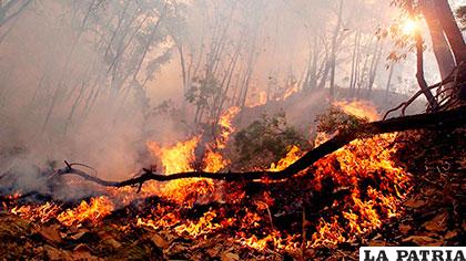 Incendios forestales que consumieron unas 8.000 hectáreas de bosque en Guatemala /teletica.com