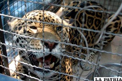 El tráfico ilegal de vida silvestre es alarmante en el mundo