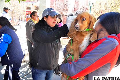 Jornada de vacunación contra la rabia canina se cumplirá el 12 de junio /Archivo