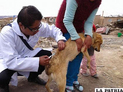 Hoy es obligatorio hacer vacunar a sus mascotas /JLG