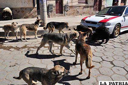 Los propietarios de perros pueden hacerlos vacunar en los centros de salud