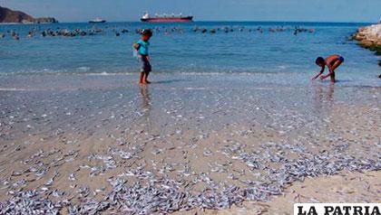Las dos toneladas de peces aparecieron en la albufera colombiana de Ciénaga Grande de Santa Marta