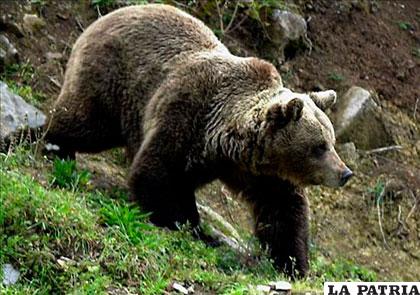 Recomiendan no internarse en zonas boscosas por la presencia de osos