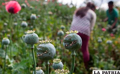 Cultivos de amapolas en México /yucatan.com.mx