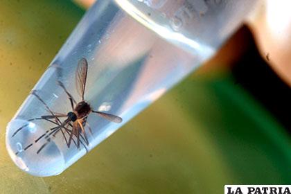 Mosquito transmisor del zika con posible vinculación con el Síndrome de Guillain Barré /uvnimg.com