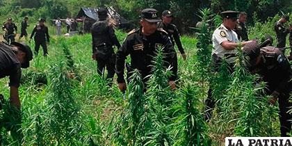 Plantaciones de marihuana en Costa Rica