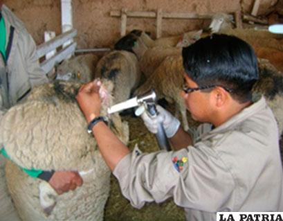 Proceso de inseminación artificial