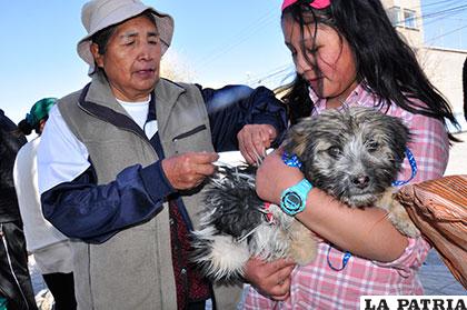 Miles de perros y gatos fueron inmunizados