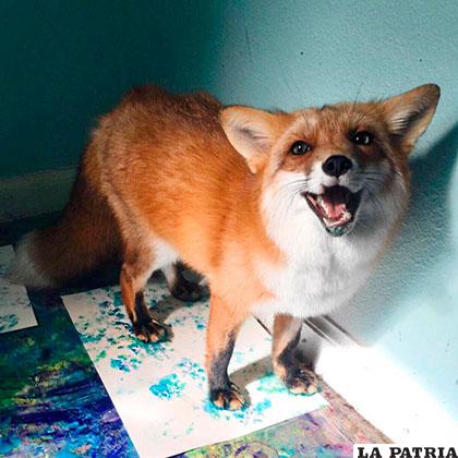 El peculiar zorrito