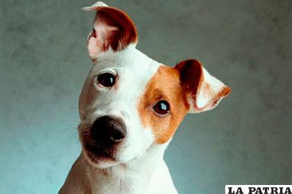 Como los perros necesitan 