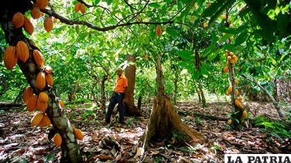 Plantación de cacao /ELSALVADOR.COM