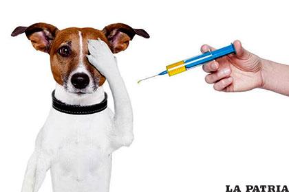 Tener un calendario de vacunas es vital para tu mascota