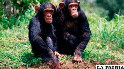A diferencia de otros animales, los chimpancés machos parecen buscar deliberadamente a sus vecinos mientras patrullan