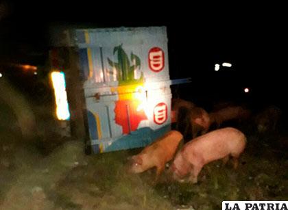 Los cerdos luego de caer por el vuelco del camión