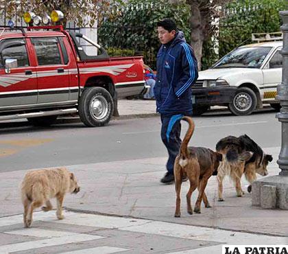 Los perros en situación de abandono recorren las calles de la ciudad exponiéndose a riesgos