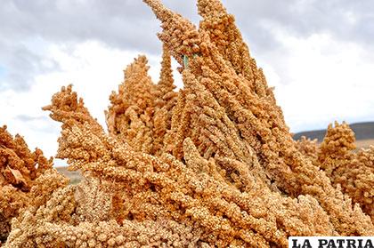 La quinua fue uno de los alimentos que disminuyó su exportación en lo que va del año