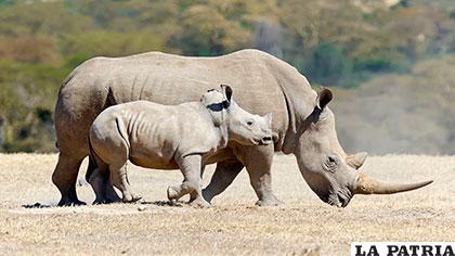 El rinoceronte blanco pesa aproximadamente 2.300 kilogramos