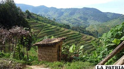 Las terrazas agrícolas se construyeron en las colinas de Ruanda /eldiario.es
