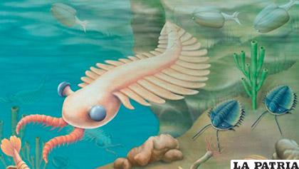 El fósil es de un misterioso animal marino del periodo Cámbrico /agenciasinc.es