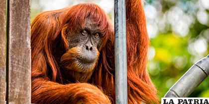 El promedio de vida de un orangután es de 50 años /es.good-animals.com