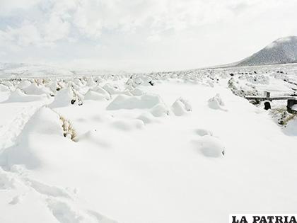 Animales sufren por bajas temperaturas que se registran en Oruro /BRIGADA PARLAMENTARIA