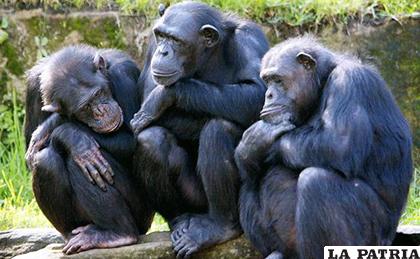 Los chimpancés 