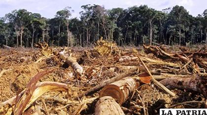 Existen dos mil resoluciones falsas de deforestación que afectan a 22 mil hectáreas en el municipio de San Ignacio de Velasco /El Día