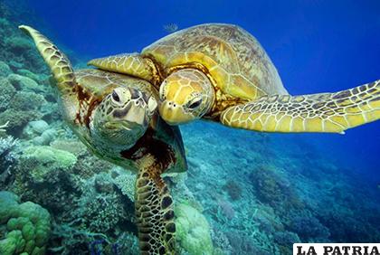 Algunas especies de tortugas corren riesgo constante /PNUD