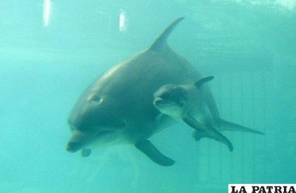 279 delfines fueron hallados varados en la costa sur estadounidense /Noticias Xtra
