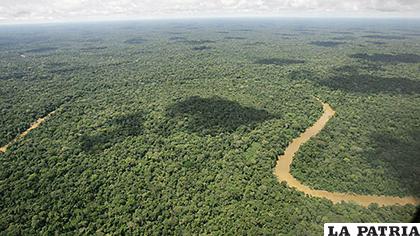 La devastación de la selva y otras actividades 
criminales como el tráfico de animales y madera o la minería ilegal son una amenaza constante para los ecosistemas del país /DW
