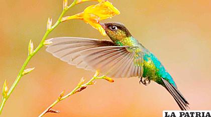 Los colibrís ven colores que los humanos no pueden percibir - Periódico La Patria (Oruro - Bolivia) Los colibrís ven colores que los humanos no pueden percibir - Periódico La Patria (Oruro - Bolivia)