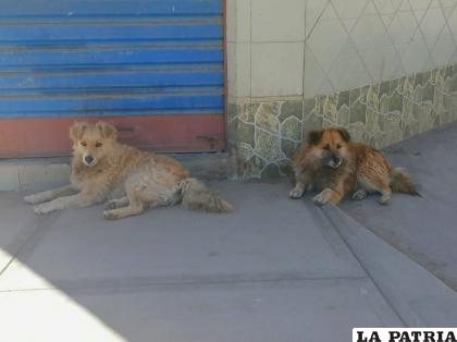 Sedes recomienda a la población no traer mascotas desde Cochabamba /LA PATRIA