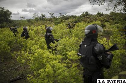 Agentes de policía en un campo de coca durante una operación de erradicación manual en Tumaco, suroeste de Colombia / AP Foto/Ivan Valencia, Archivo