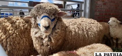Consideran ideal que los animales pernocten bajo techo /LA PATRIA