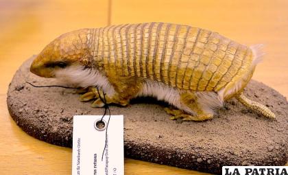 El espécimen es de la familia de los quirquinchos /Museo Senckenberg de Historia Natural