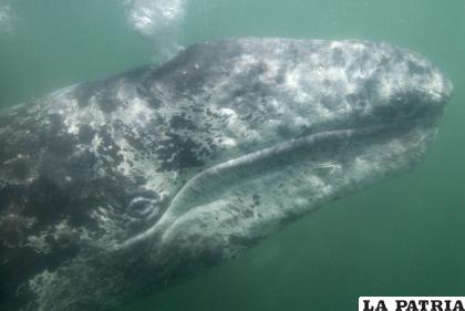 La ballena gris vagabunda recorrió medio mundo por los océanos /GETTY IMAGES
