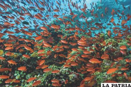 Los arrecifes están en peligro debido a la pesca con dinamita /David Doubilet /Jennifer Hayes