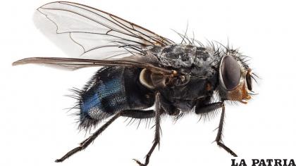 Las moscas son insectos desagradables /INTERNET
