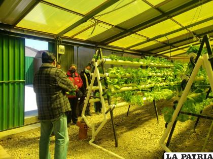 En el huerto hidropónico cosechan hortalizas de hojas /LA PATRIA
