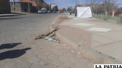 Los arboles jóvenes fueron derribados /LA PATRIA